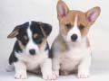 Permainan Teka-teki Anak Anjing Lucu secara online