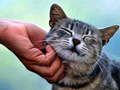 Permainan Kucing Geli secara online