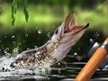 Permainan Tangkap Pagi secara online Permainan Tangkap Pagi secara online