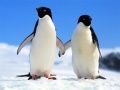 Permainan Puzzle Penguin secara online