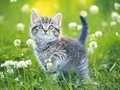 Permainan Puzzle Kucing Kecil secara online