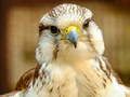 Permainan Puzzle Gyrfalcon secara online