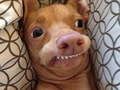 Permainan Kamu adalah anjing meme yang mana? secara online