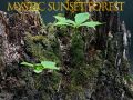Permainan Hutan senja mistis secara online