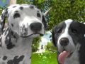 Permainan Simulator Anjing 3D secara online