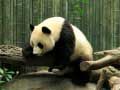 Permainan Teka Panda secara online