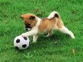 Permainan Teka-teki Anjing Ceria Di Luar Ruangan secara online
