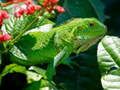 Permainan Iguana Liar secara online