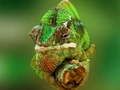 Permainan Puzzle Cameleon secara online