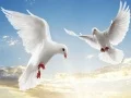 Permainan Burung Terbang secara online