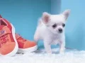Permainan Teka-Teki Anak Anjing yang Menyenangkan secara online Permainan Teka-Teki Anak Anjing yang Menyenangkan secara online