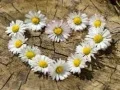 Permainan Puzzle "Hati Daisy" secara online Permainan Puzzle "Hati Daisy" secara online