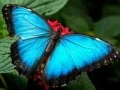 Permainan Puzzle Alam Kupu-Kupu secara online Permainan Puzzle Alam Kupu-Kupu secara online