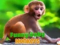 Permainan Monyet bayi lucu secara online Permainan Monyet bayi lucu secara online