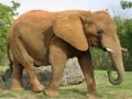 Permainan Puzzle Hewan - Gajah secara online Permainan Puzzle Hewan - Gajah secara online