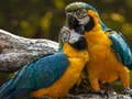 Permainan Puzzel Burung Beo secara online Permainan Puzzel Burung Beo secara online