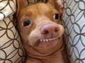 Permainan Kamu adalah anjing meme yang mana? secara online