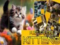 Permainan Teka Kucing Licin secara online