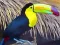 Permainan Puzzle Burung Toucan secara online