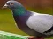 Permainan Puzzle Merpati secara online