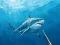 Permainan Berburu spearfishing bawah air secara online