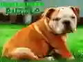 Permainan Teka-Teki Anak Anjing Bulldog secara online Permainan Teka-Teki Anak Anjing Bulldog secara online