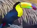 Permainan Puzzle Burung Toucan secara online Permainan Puzzle Burung Toucan secara online