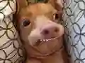 Permainan Kamu adalah anjing meme yang mana? secara online Permainan Kamu adalah anjing meme yang mana? secara online