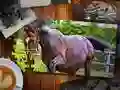 Permainan Edisi Puzzle Kuda secara online Permainan Edisi Puzzle Kuda secara online