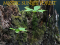 Permainan Hutan senja mistis secara online