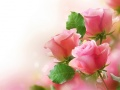 Permainan Mawar Pink secara online