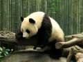 Permainan Teka Panda secara online
