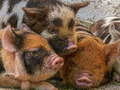 Permainan Puzzle Piglet secara online