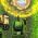 Tank Tank daring
