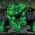 Hulk Hulk daring