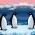 penguin penguin daring