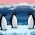 penguin  daring